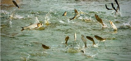 माछापालनबाट वार्षिक ५० लाख आम्दानी गर्दै अधिकारी