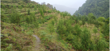सिमस्याइलका लेकमा कृषि क्रान्ति गरिरहेका जयबहादुर