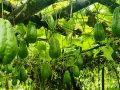 इलामका किसानको आकर्षण व्यावसायिक स्कुस खेतीतर्फ