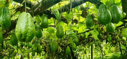 इलामका किसानको आकर्षण व्यावसायिक स्कुस खेतीतर्फ