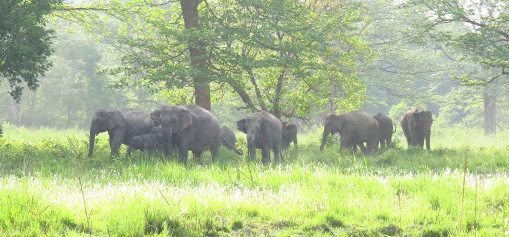 झापाबाट २२ हात्ती भारत तर्फ