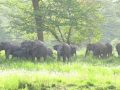 झापाबाट २२ हात्ती भारत तर्फ झापाबाट २२ हात्ती भारत तर्फ