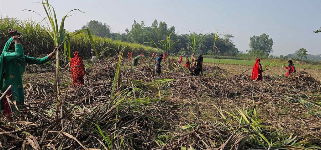 उखु किसानको सधैको पीडा : उद्योगले रकम भुक्तानी नगर्दा ऋण गरेर गर्जो टार्नुपर्ने