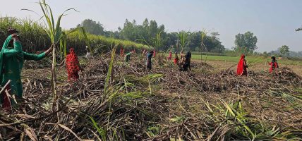 उखु किसानको सधैको पीडा : उद्योगले रकम भुक्तानी नगर्दा ऋण गरेर गर्जो टार्नुपर्ने