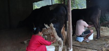 साउदी छाडेर गाईभैँसीपालन, दूध बेचेरै मासिक एक लाख आम्दानी