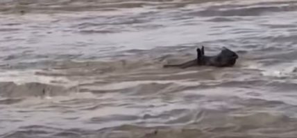 बाढीले बगाएको गैँडा सुस्तामा भेटियो