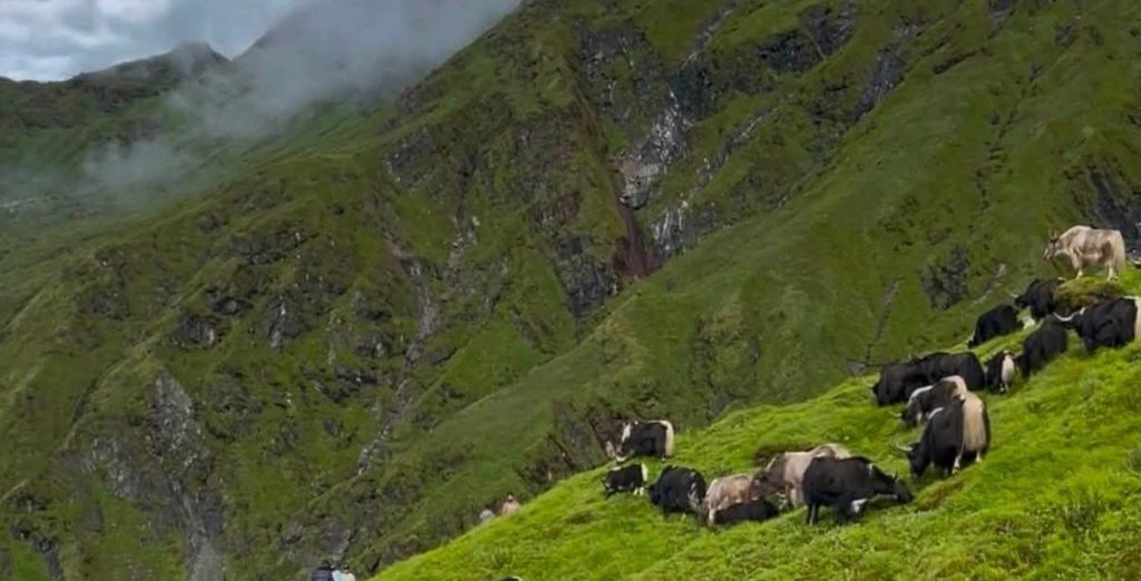 रघुगङ्गामा व्यावसायिक चौँरीपालन सुरु