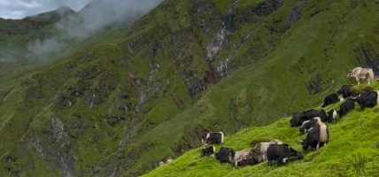 रघुगङ्गामा व्यावसायिक चौँरीपालन सुरु