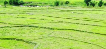 खजुराको प्रशंसनीय कामः बाँझो जमिन आम्दानीको स्रोत