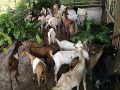 बाख्रापालक कृषकलाई अनुदान सहयोग