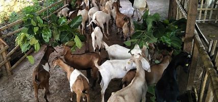 बाख्रापालक कृषकलाई अनुदान सहयोग