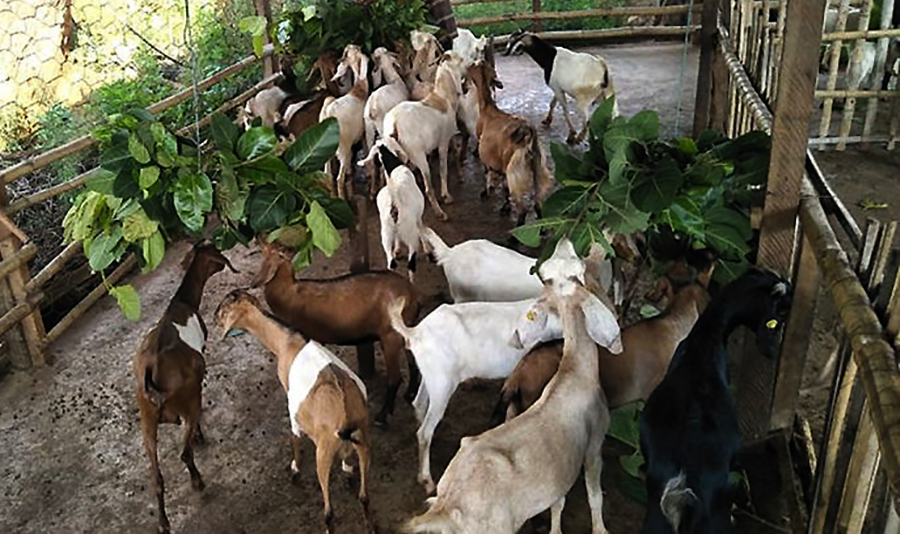 बाख्रापालक कृषकलाई अनुदान सहयोग