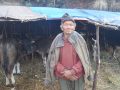 घुम्ती गोठमा रमाएका टीकाजीत