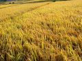 पाक्नै लागेको धानबाली नष्ट: भक्तपुरका किसान दुःखी पाक्नै लागेको धानबाली नष्ट: भक्तपुरका किसान दुःखी