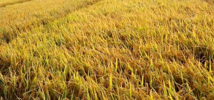 पाक्नै लागेको धानबाली नष्ट: भक्तपुरका किसान दुःखी