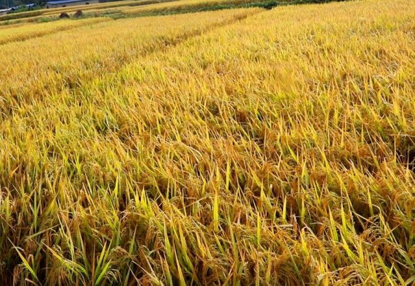 पाक्नै लागेको धानबाली नष्ट: भक्तपुरका किसान दुःखी पाक्नै लागेको धानबाली नष्ट: भक्तपुरका किसान दुःखी