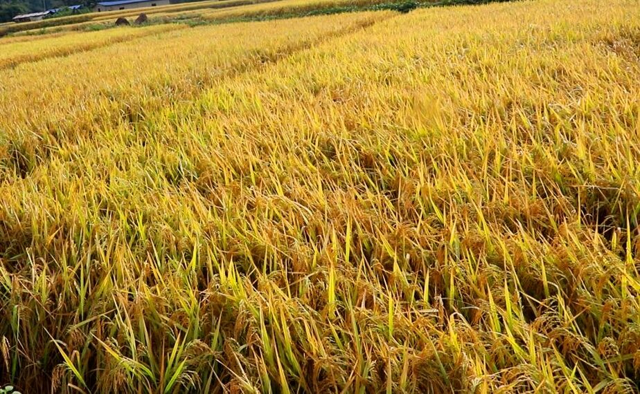 पाक्नै लागेको धानबाली नष्ट: भक्तपुरका किसान दुःखी