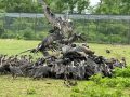 गिद्ध संरक्षणमा ऐतिहासिक सफलता गिद्ध संरक्षणमा ऐतिहासिक सफलता