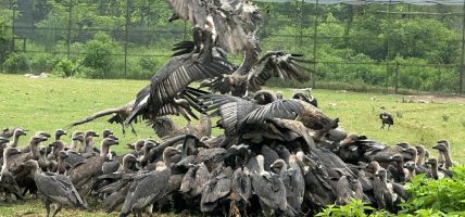गिद्ध संरक्षणमा ऐतिहासिक सफलता