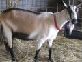 गुल्मीका बाख्रामा देखिएको पिपिआर रोग नियन्त्रणमा
