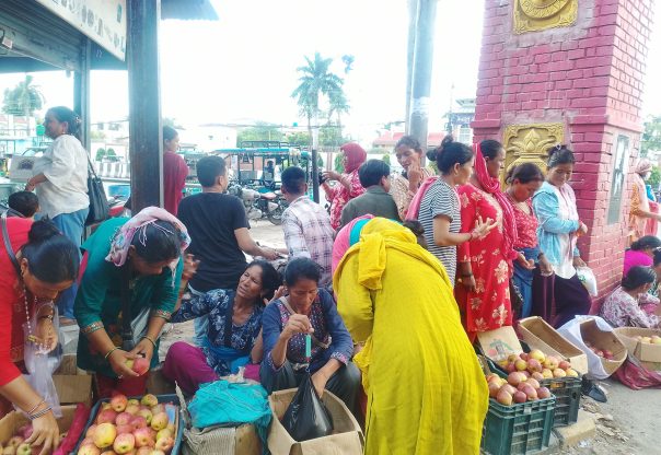 तीजको कोसेलीः कर्णालीको स्याउ तीजको कोसेलीः कर्णालीको स्याउ