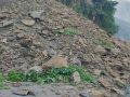 भम्लु खोलामा सुख्खा पहिराले कर्णाली राजमार्ग पुनः अवरुद्ध भम्लु खोलामा सुख्खा पहिराले कर्णाली राजमार्ग पुनः अवरुद्ध