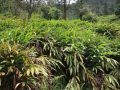 अलैँचीको बजार मूल्य निरन्तर ओरालो अलैँचीको बजार मूल्य निरन्तर ओरालो