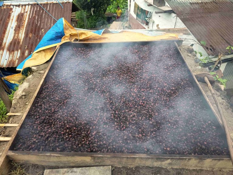 अलैँची सुकाउँदै किसान