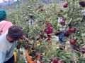 मुस्ताङमा छिटो पाक्ने स्याउ टिप्न सुरु मुस्ताङमा छिटो पाक्ने स्याउ टिप्न सुरु