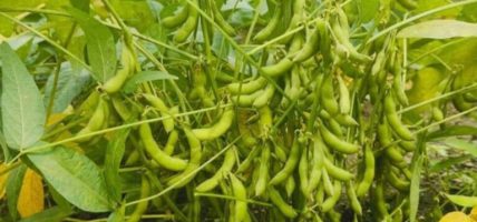 आम्दानीको स्रोत बन्दै भटमास खेती