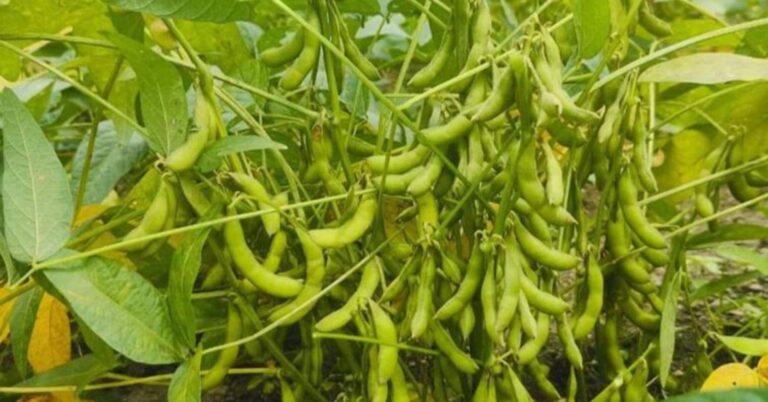 आम्दानीको स्रोत बन्दै भटमास खेती