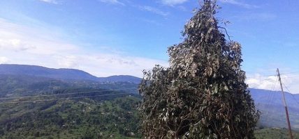 आज ‘बुढी पोल्ने’ पर्व मनाइँदै