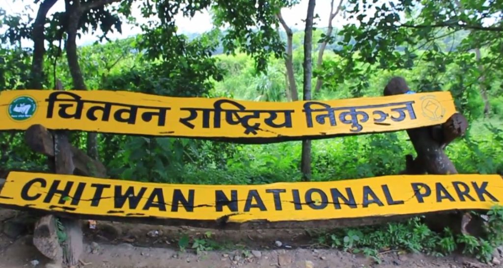 जिप सफारीका लागि निकुञ्जभित्रको सडकमा झाडी पन्छाइँदै