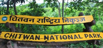 जिप सफारीका लागि निकुञ्जभित्रको सडकमा झाडी पन्छाइँदै