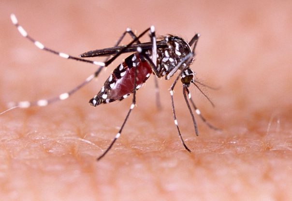 गण्डकी प्रदेशमा नौ महिनामा दुई हजार ३११ जनामा डेङ्गु सङ्क्रमण