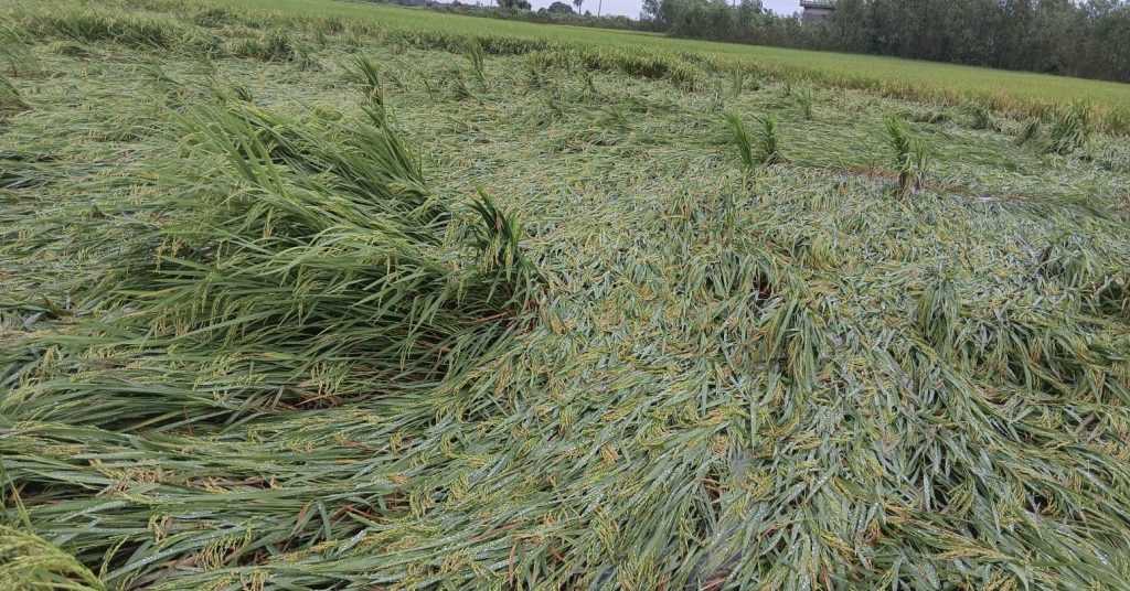 बाँकेमा हुरीले धानबालीमा क्षति