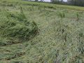 बाँकेमा हुरीले धानबालीमा क्षति बाँकेमा हुरीले धानबालीमा क्षति