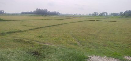 अतिक्रमणको चपेटामा सोती सिमसार