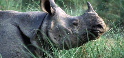 बाढीबाट उद्धार गरिएको गैँडा सौराहाको जनकौली क्षेत्रमा