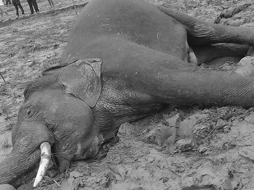 झापामा जङ्गली हात्ती मृत फेला