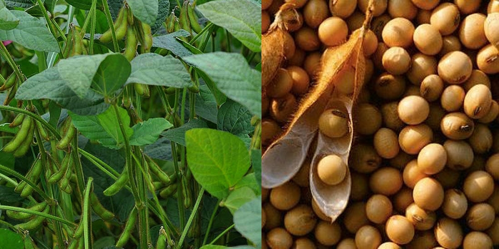 लोप हुँदै भटमासखेती