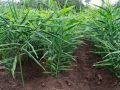 हतुवागढी खैराङमा अदुवा खेती विस्तार हतुवागढी खैराङमा अदुवा खेती विस्तार