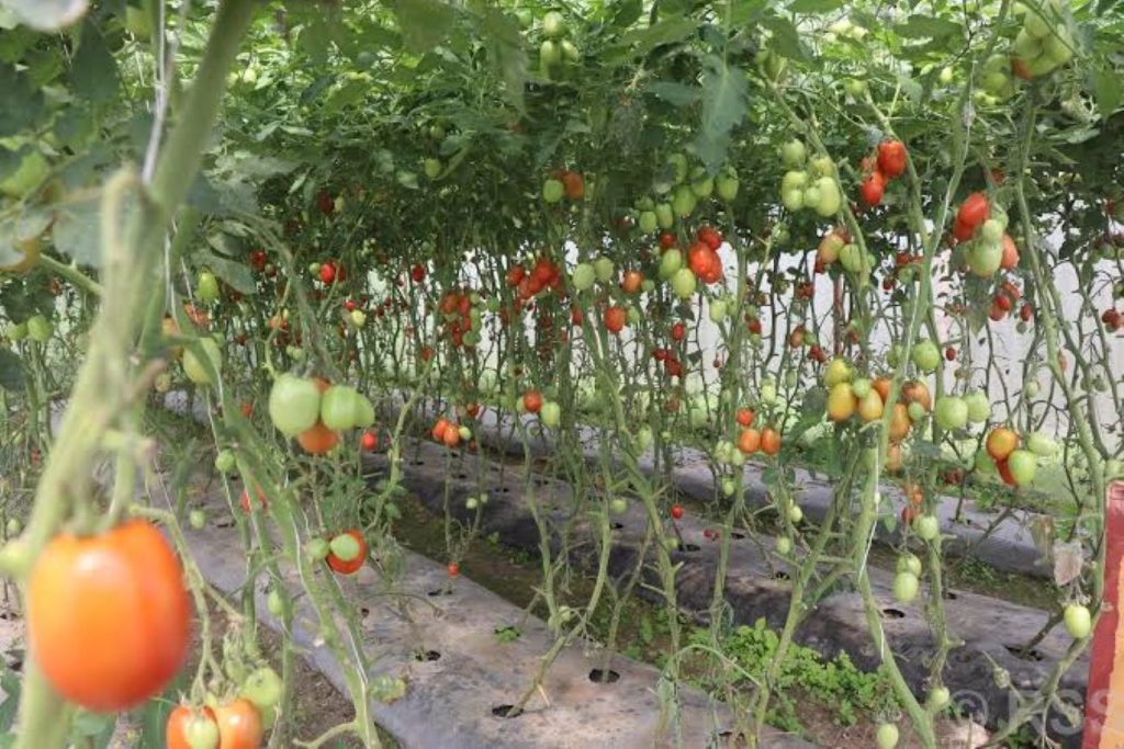 डडुवाका किसान तरकारीखेतीमा स् पहिले किनेर खान्थे, अहिले बिक्री गरेर कमाउन थाले
