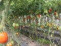 डडुवाका किसान तरकारीखेतीमा स् पहिले किनेर खान्थे, अहिले बिक्री गरेर कमाउन थाले