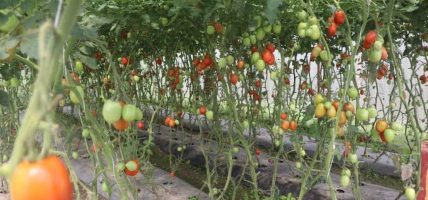 डडुवाका किसान तरकारीखेतीमा स् पहिले किनेर खान्थे, अहिले बिक्री गरेर कमाउन थाले