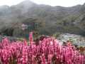 तिम्बुङ पोखरी वरिपरि फुल्दै कस्तुरी झार, हिमाली सौन्दर्यमा पर्यटक मोहित तिम्बुङ पोखरी वरिपरि फुल्दै कस्तुरी झार, हिमाली सौन्दर्यमा पर्यटक मोहित