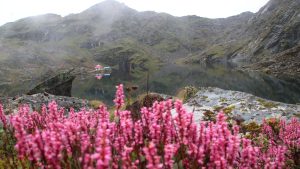 तिम्बुङ पोखरी वरिपरि फुल्दै कस्तुरी झार, हिमाली सौन्दर्यमा पर्यटक मोहित
