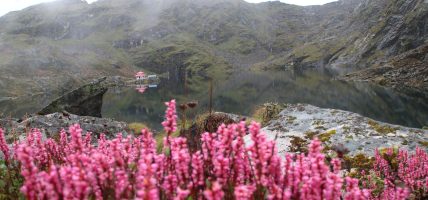 तिम्बुङ पोखरी वरिपरि फुल्दै कस्तुरी झार, हिमाली सौन्दर्यमा पर्यटक मोहित