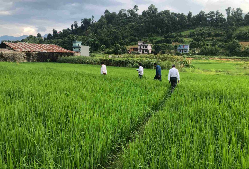 रैथाने बाली सङ्कटमा