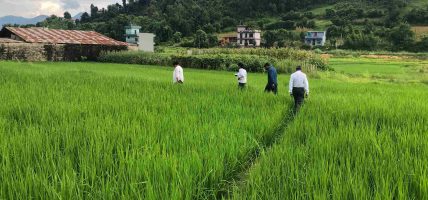 रैथाने बाली सङ्कटमा